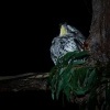Lelkoun sovi - Podargus strigoides - Tawny Frogmouth o0984